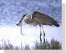 Blue heron all tied up with a snake