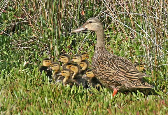 MottledDuckWithBabies