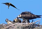 Osprey Feeding
