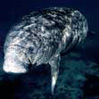 Click for information about Manatees in North Brevard Florida