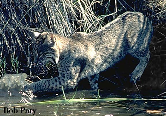 BobcatAtPlay