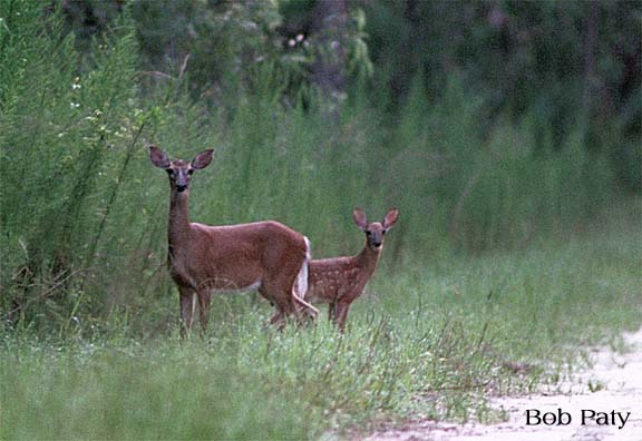 Doe&Fawn
