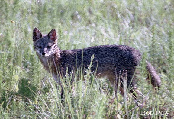 GrayFox