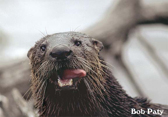 OtterWithTongueOut