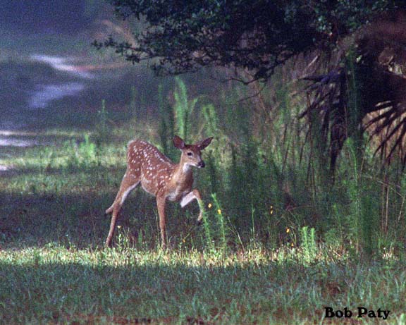WhitetailDeerFawn