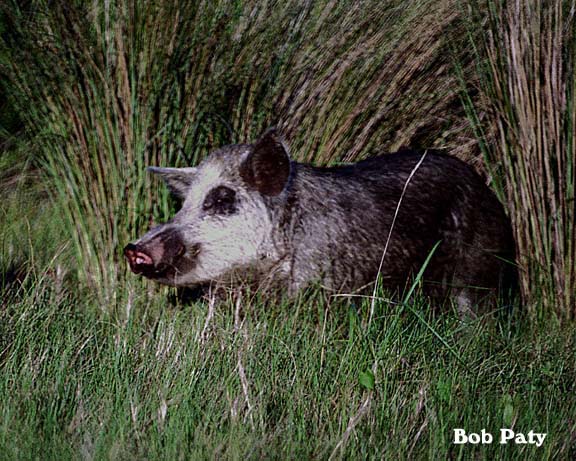 WildBoarHog