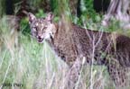 Bobcat