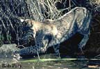 BobcatAtPlay