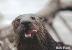 OtterWithTongueOut