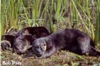 OttersSleeping