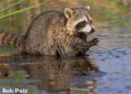 Racoon