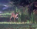 WhitetailDeerFawn