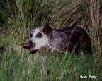 WildBoarHog