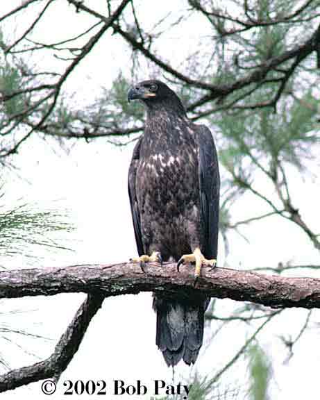 G-JuvenileBaldEagle