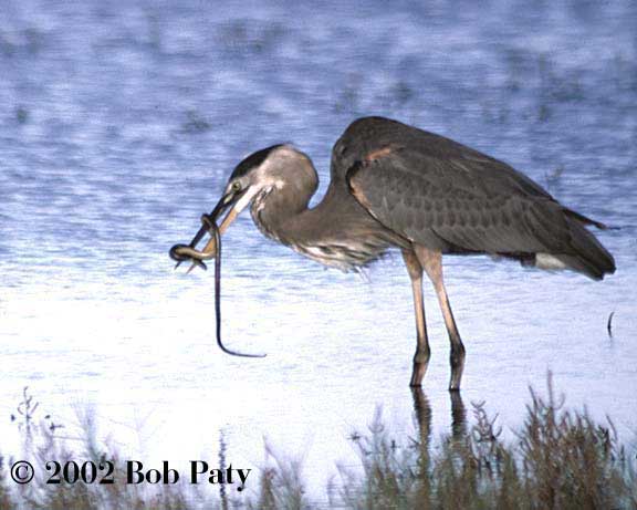 A-BlueHeronAllTiedUp