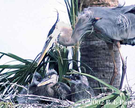 C-BlueHeron-Chicks