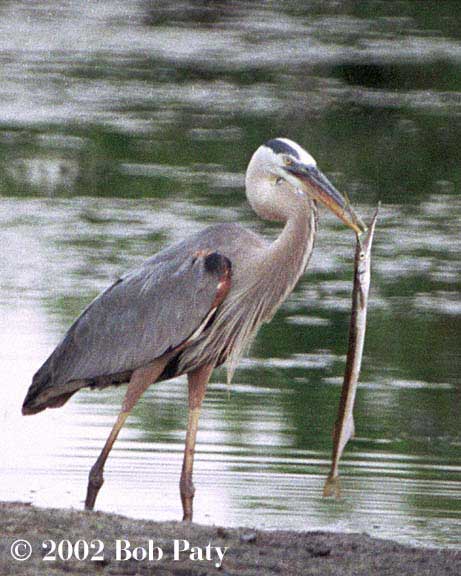 D-BlueHeron-Houndfish