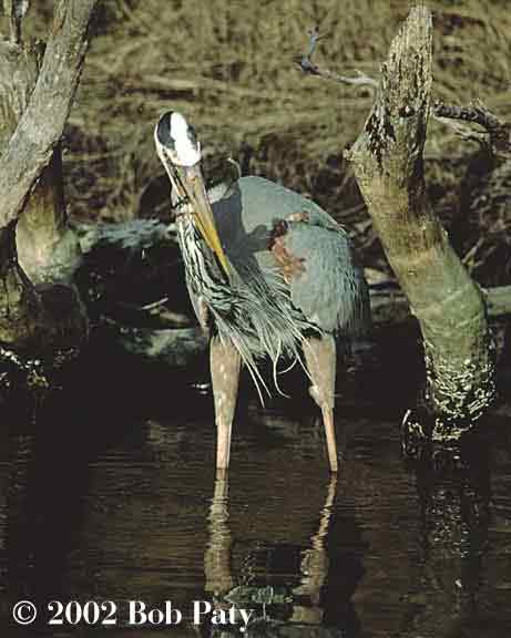 E-BlueHeron-MudMinnow