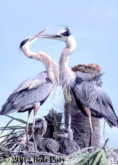 H-BlueHeronAtNest