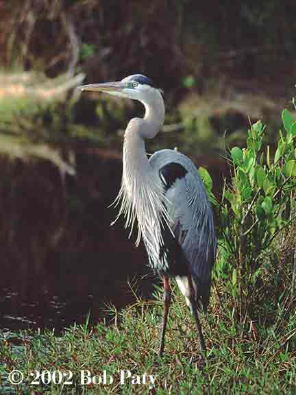 I-BlueHeronByMangroves