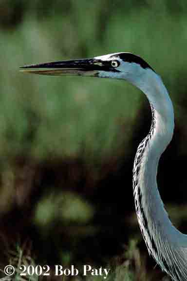 K-BlueHeronPortrait