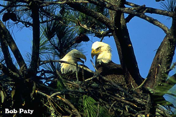 BaldEaglesBuildingNest