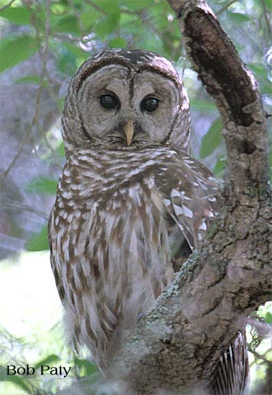 BarredOwl