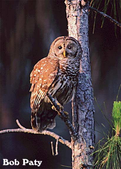 BarredOwl2