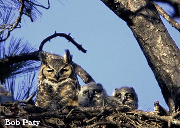 GreatHornedOwl-Chicks