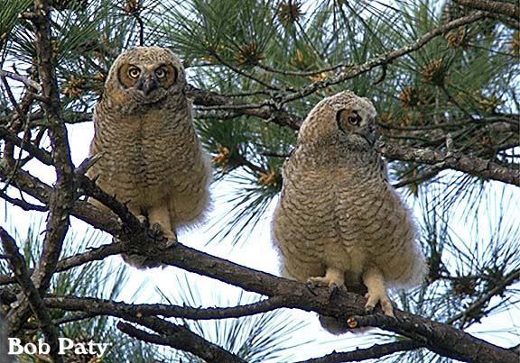 GreatHornedOwlJuveniles