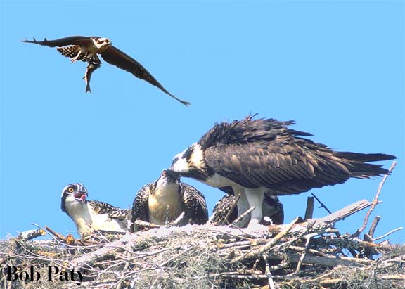 OspreyFeeding