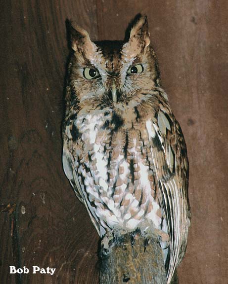 ScreechOwl