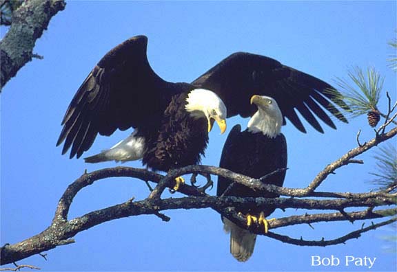 TwoEaglesInPine