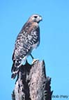 RedShoulderHawk
