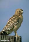 RedShoulderedHawk