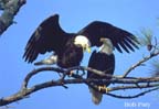 TwoEaglesInPine