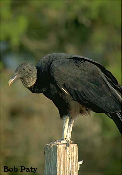 BlackVulture