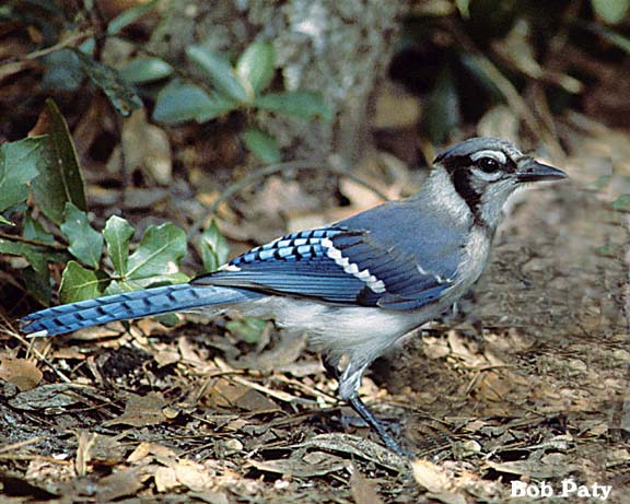 BlueJay