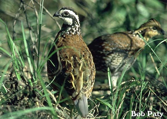 BobWhiteQuail