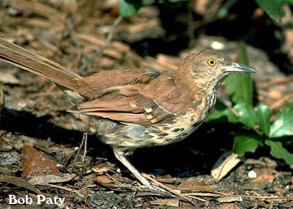 BrownThrasher