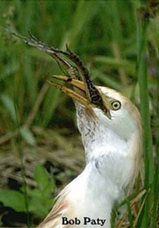 CattleEgret-Frog