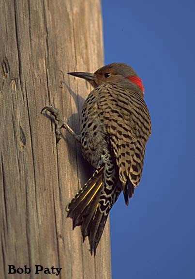 CommonFlicker