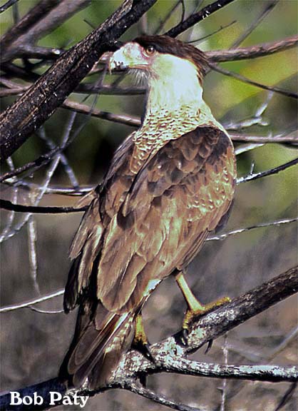 CrestedCaracara