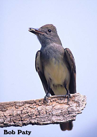 CrestedFlycatcher