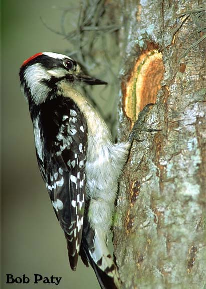 DowneyWoodpecker