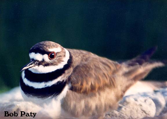Killdeer