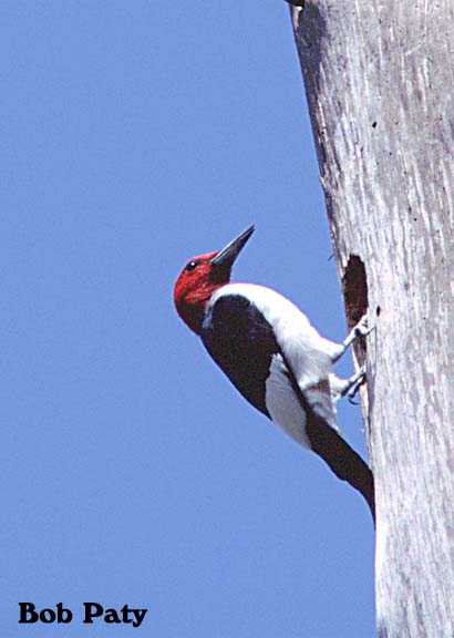 RedHeadWoodpecker
