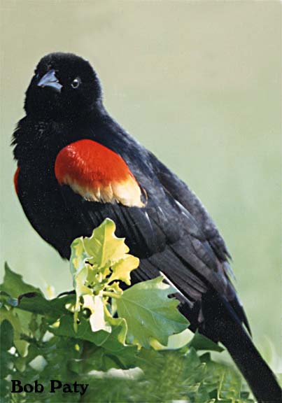 RedWingBlackbird
