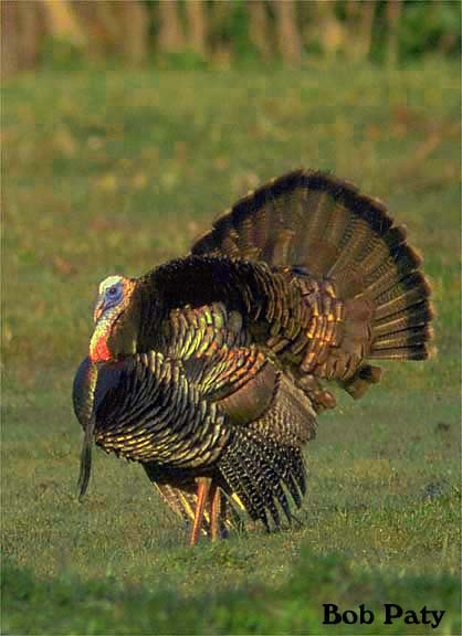 WildTurkey
