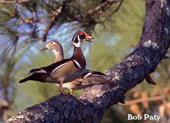 Woodducks
